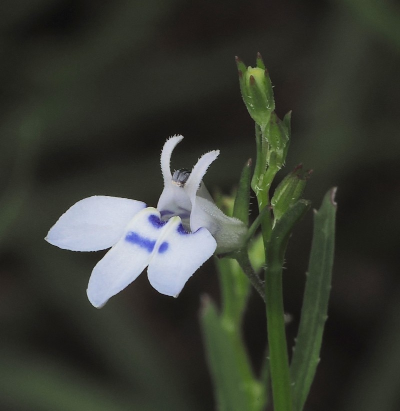 Lobelia flaccida subsp. mossiana