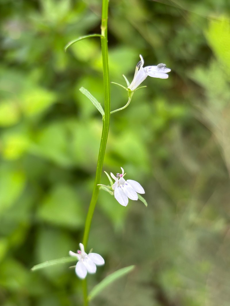 Lobelia flaccida subsp. mossiana photo 2