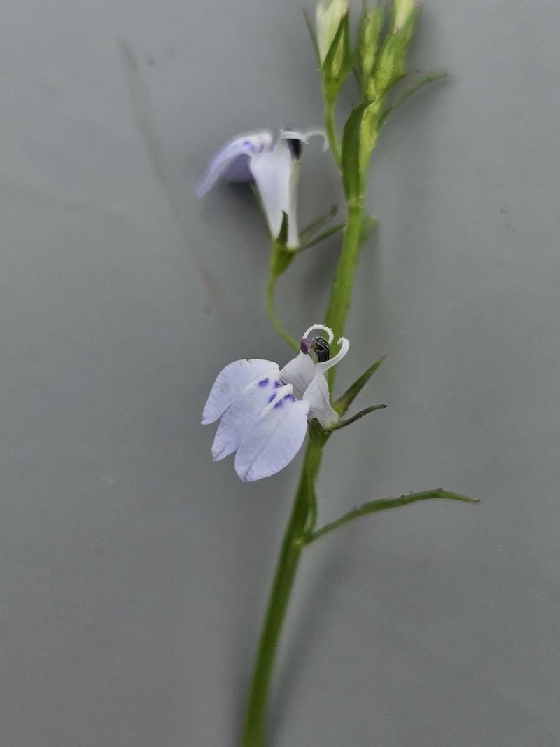 Lobelia flaccida subsp. mossiana photo 3