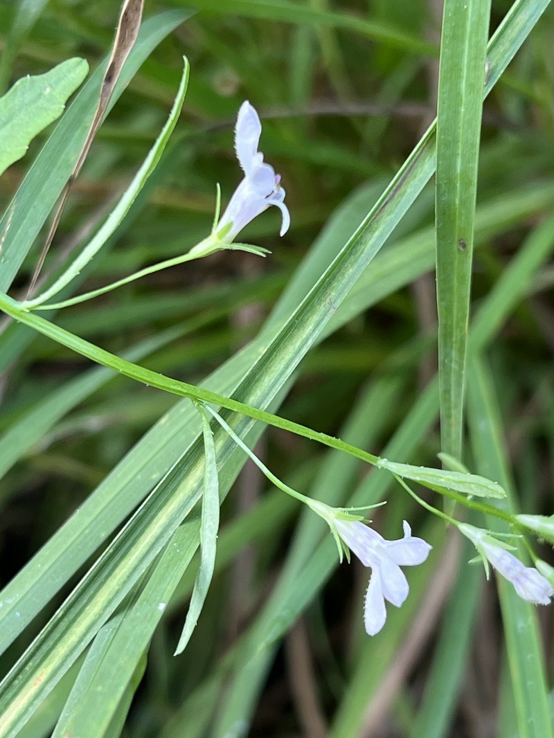 Lobelia flaccida subsp. mossiana photo 4