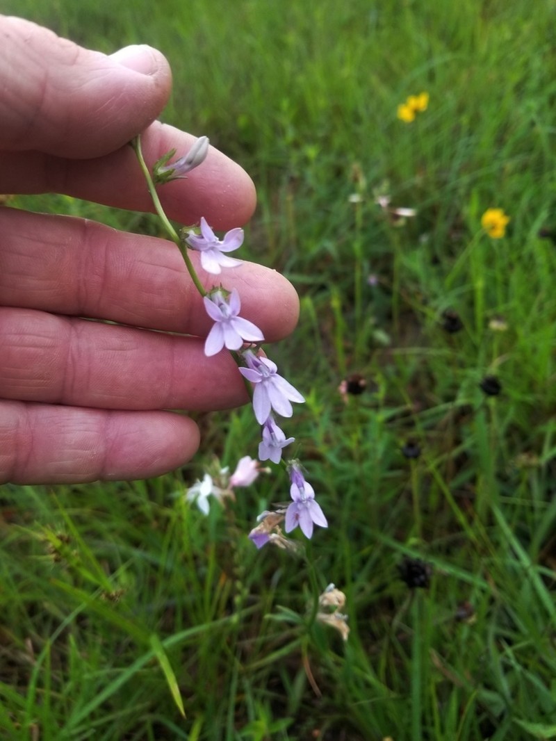 Foldear Lobelia