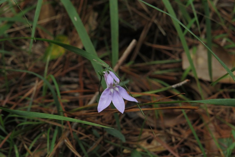 Foldear Lobelia photo 2
