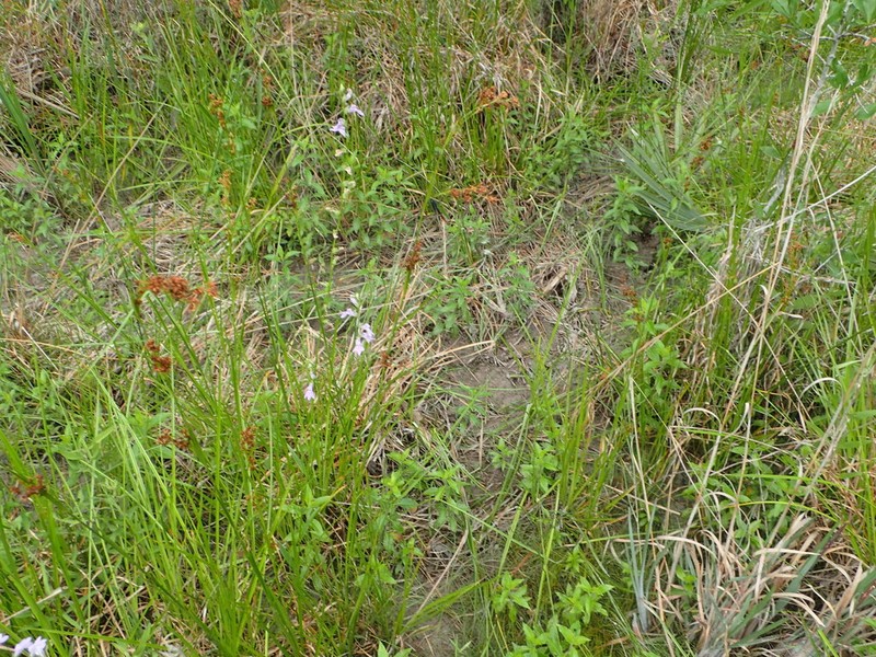 Foldear Lobelia photo 3