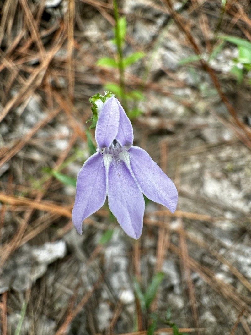 Foldear Lobelia photo 4
