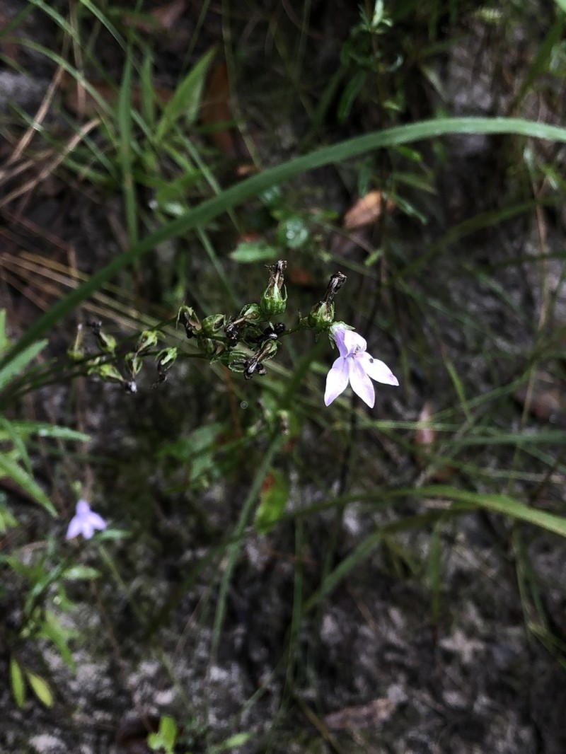 Foldear Lobelia photo 5