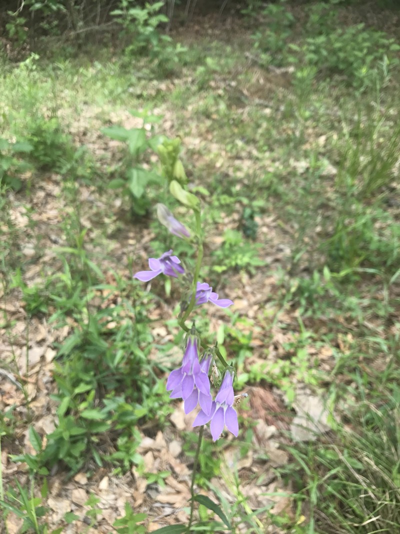 Foldear Lobelia photo 6