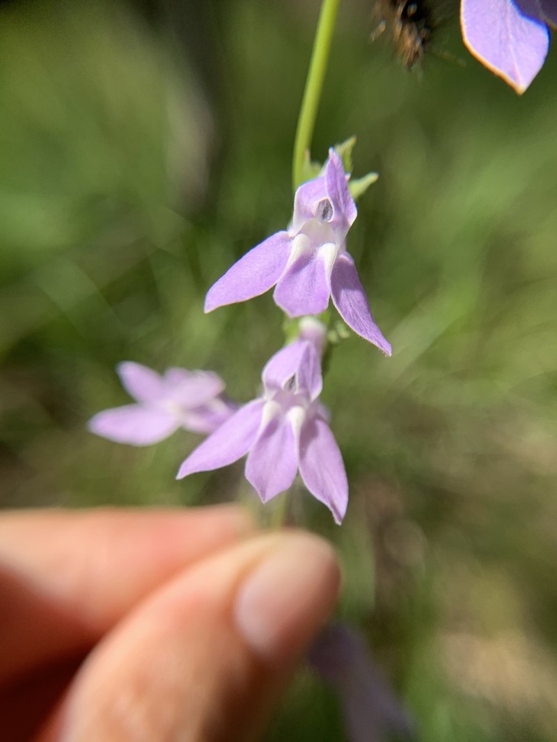 Foldear Lobelia photo 7