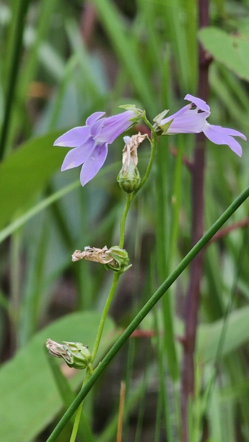 Foldear Lobelia photo 8