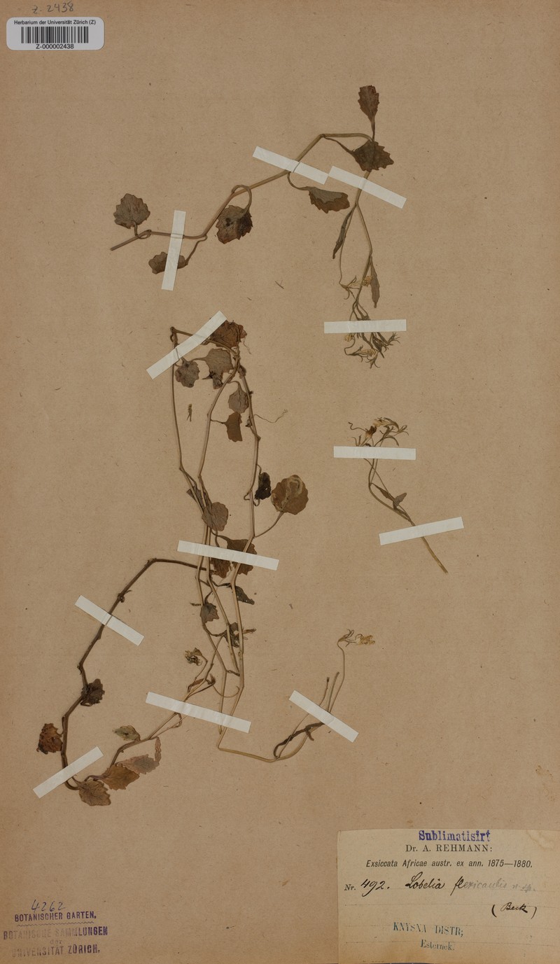 Lobelia flexicaulis