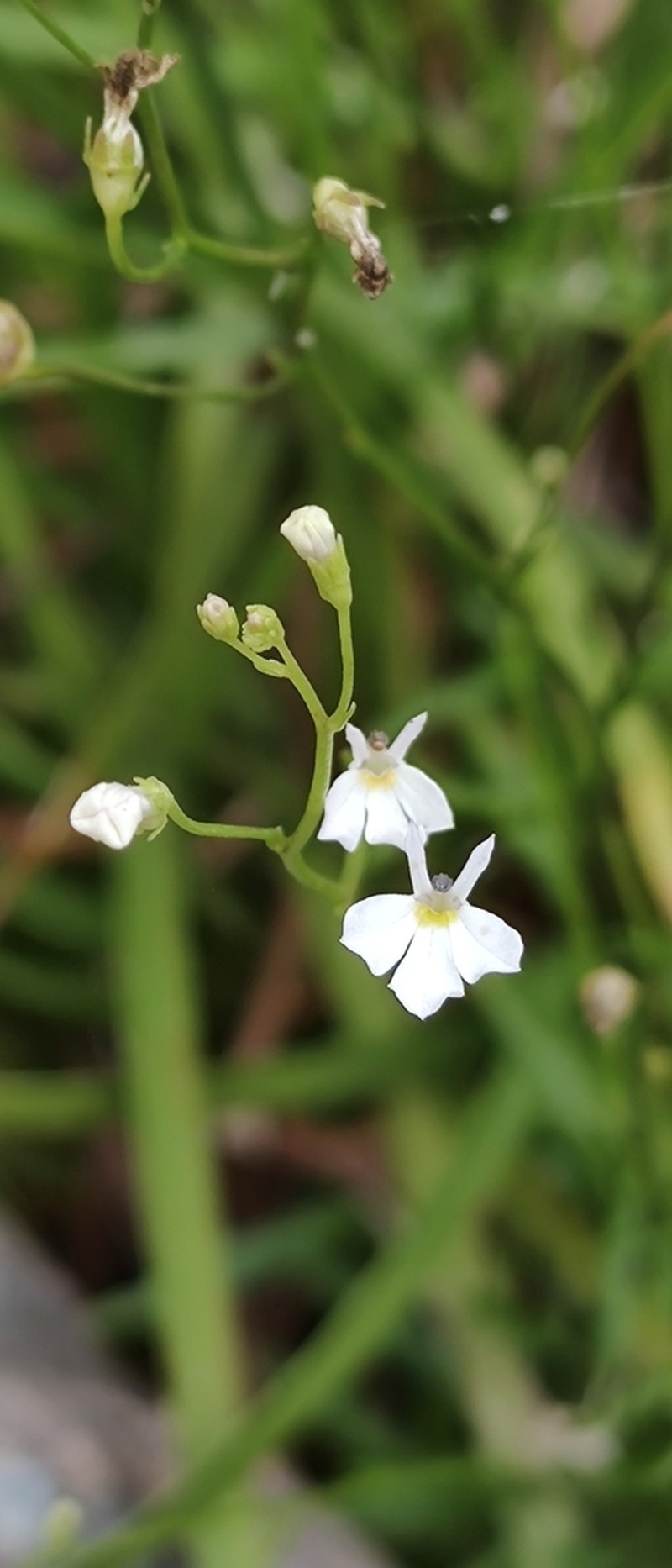 Lobelia flexuosa