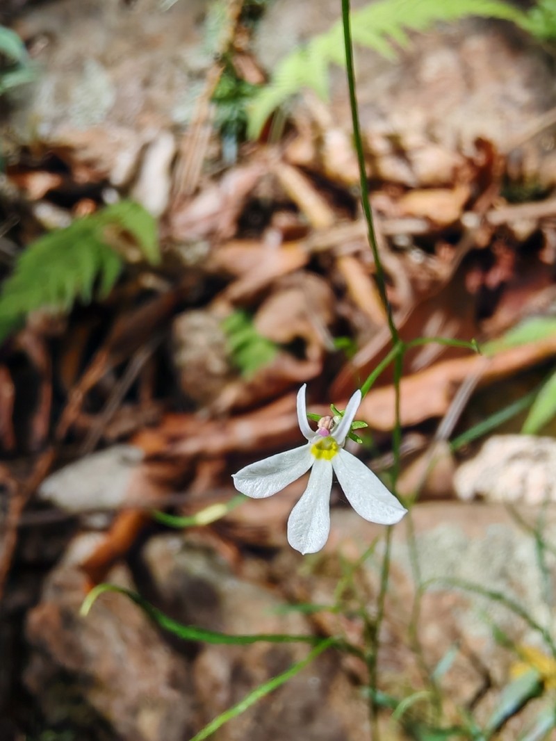 Lobelia flexuosa photo 2