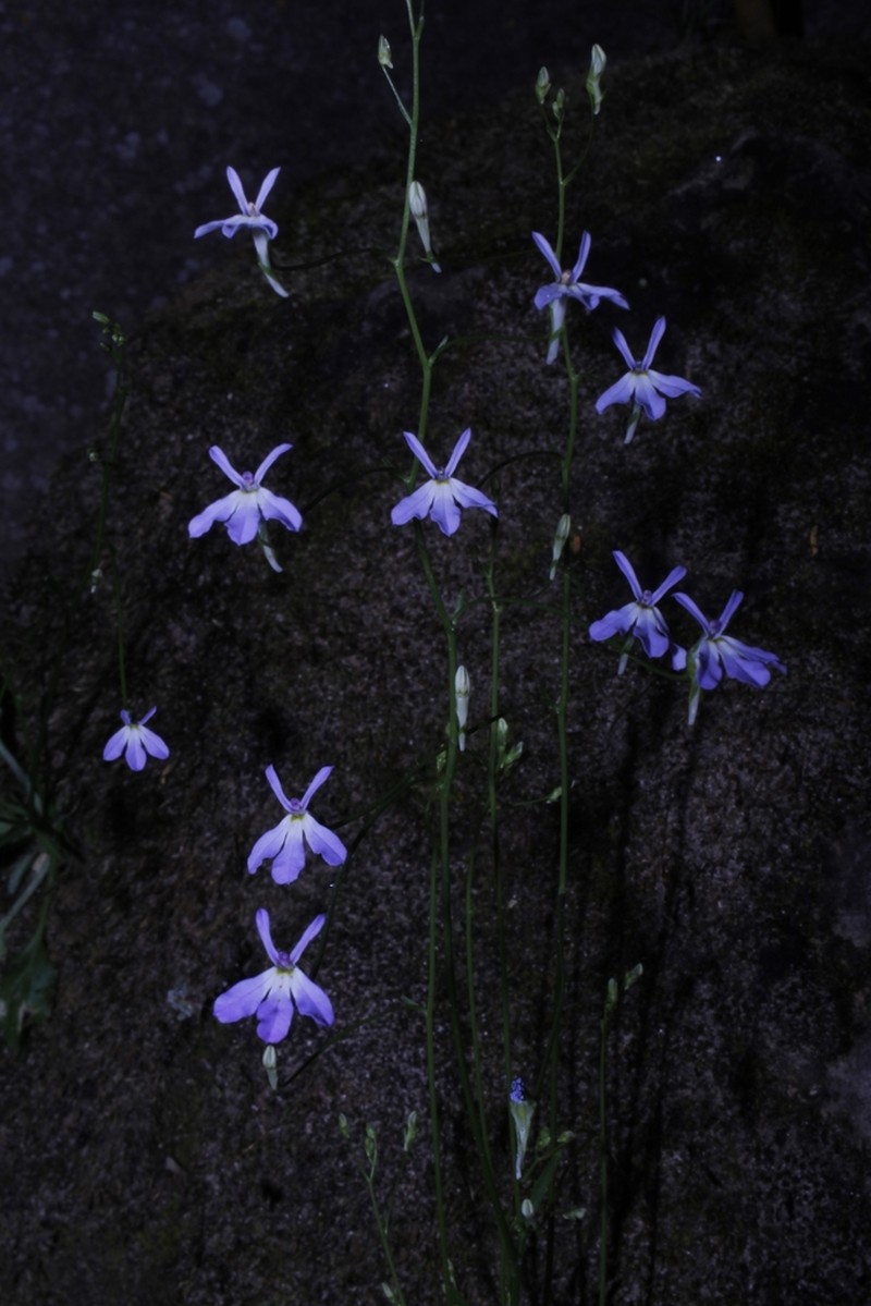 Lobelia flexuosa photo 3