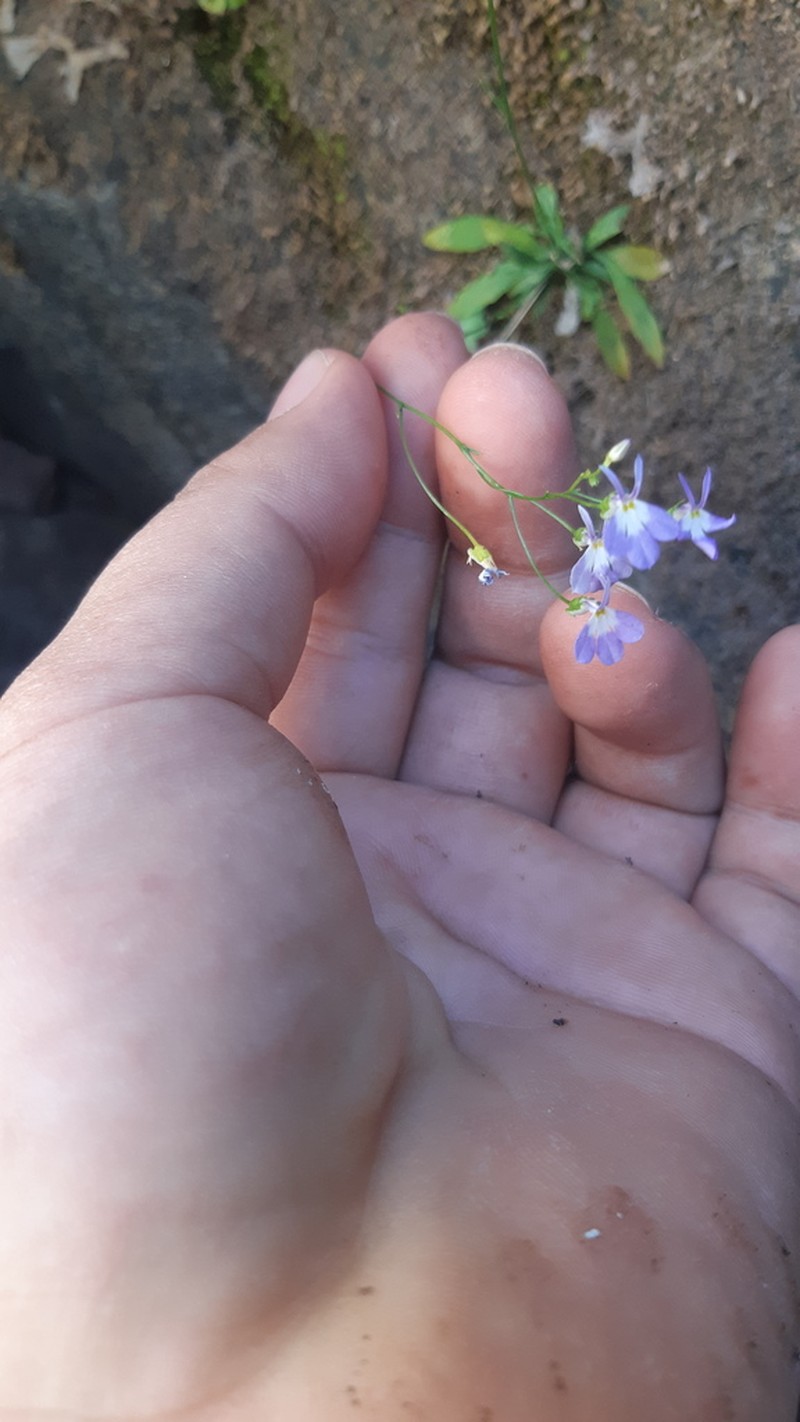Lobelia flexuosa photo 4