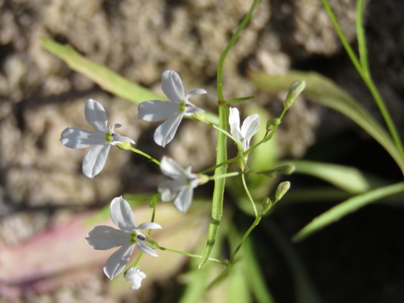 Lobelia flexuosa photo 5