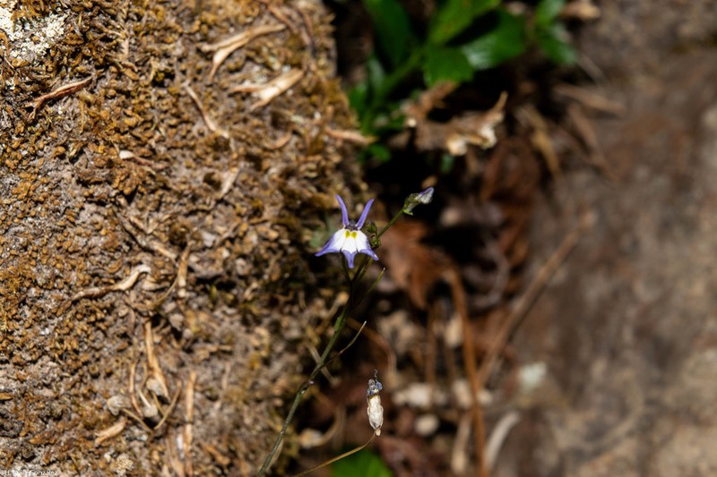 Lobelia flexuosa photo 6