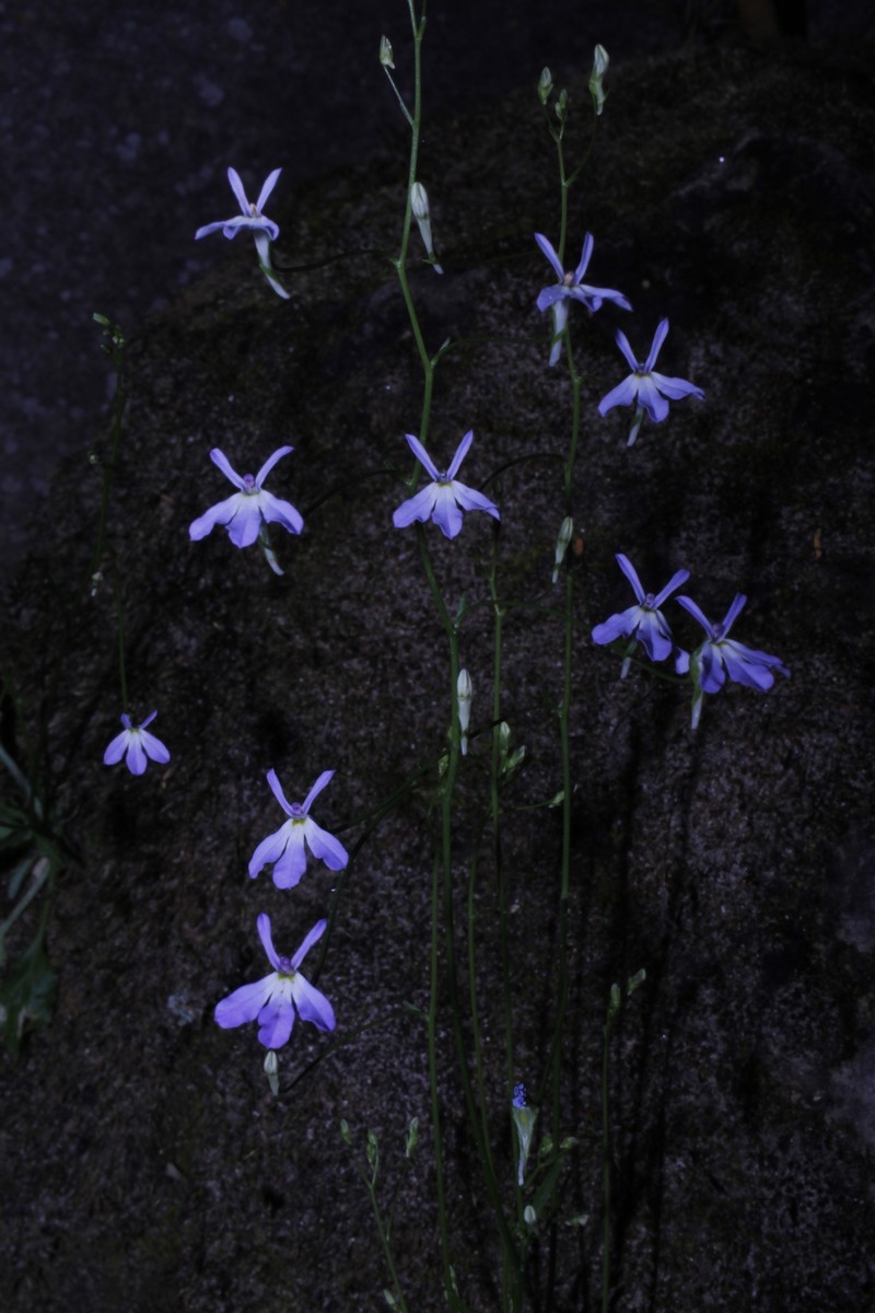 Lobelia flexuosa subsp. intermedia