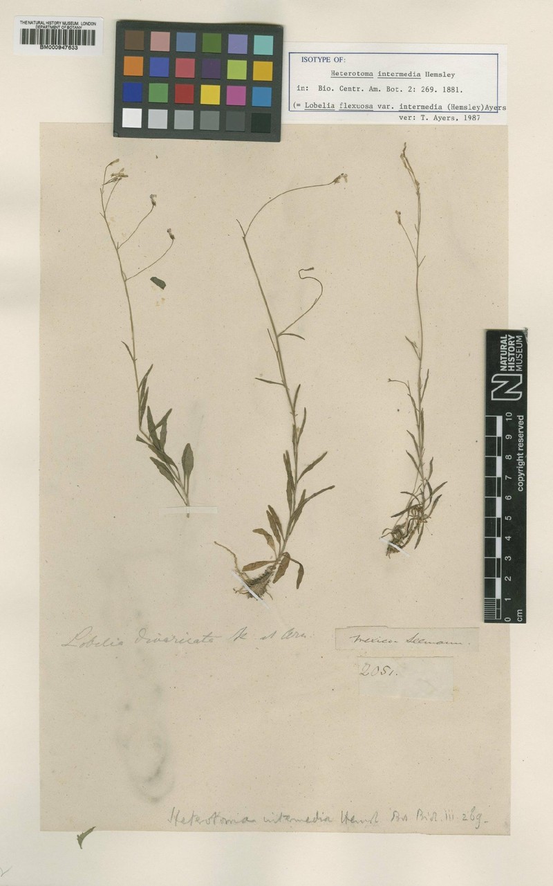 Lobelia flexuosa subsp. intermedia photo 2