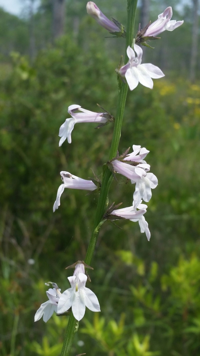 Florida Lobelia