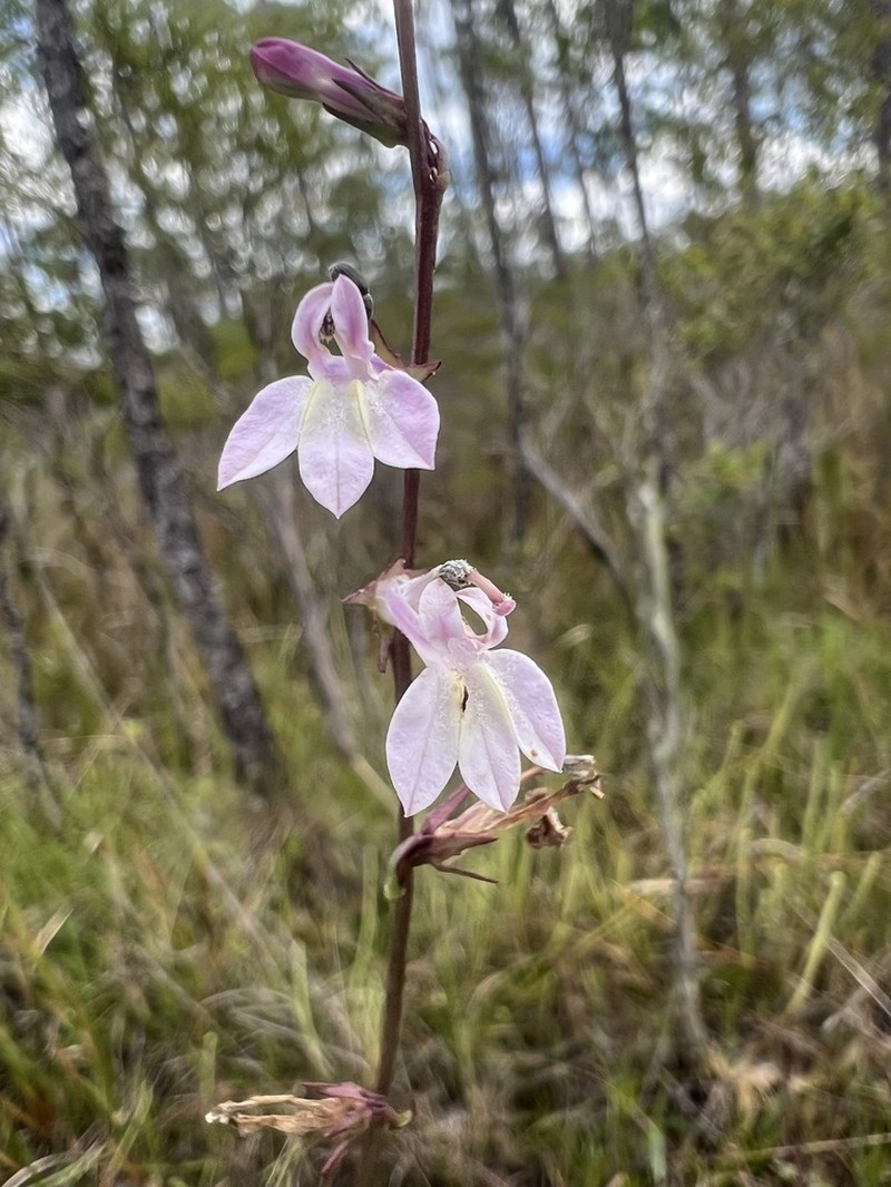 Florida Lobelia photo 2