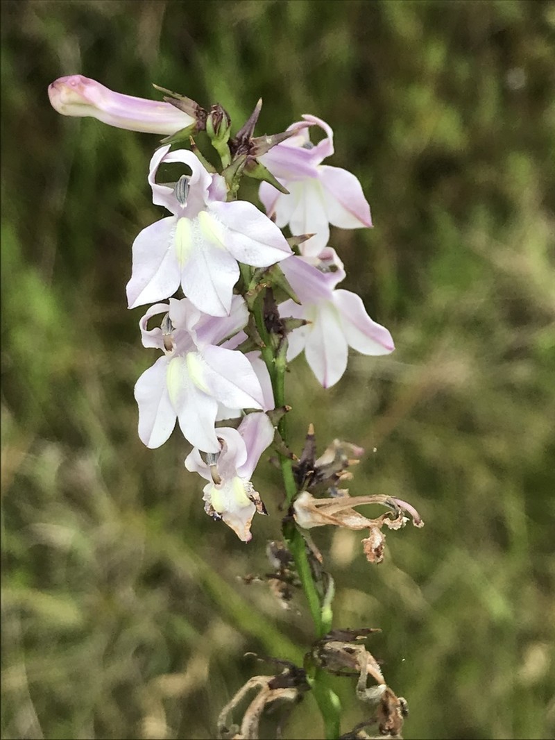 Florida Lobelia photo 3