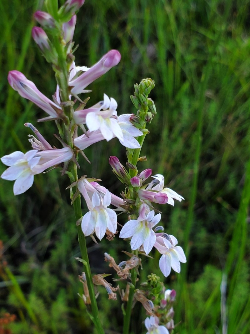 Florida Lobelia photo 4