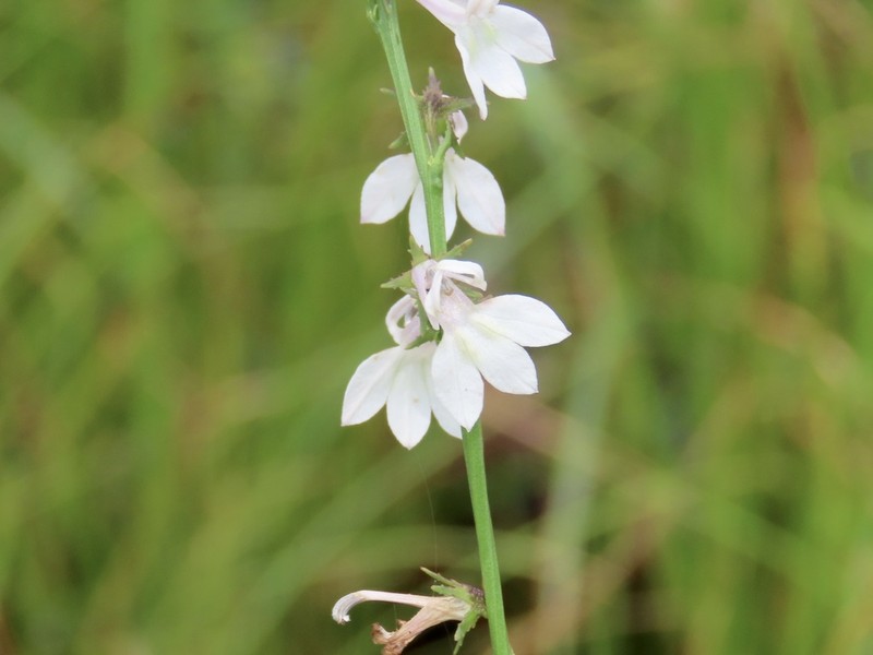Florida Lobelia photo 5
