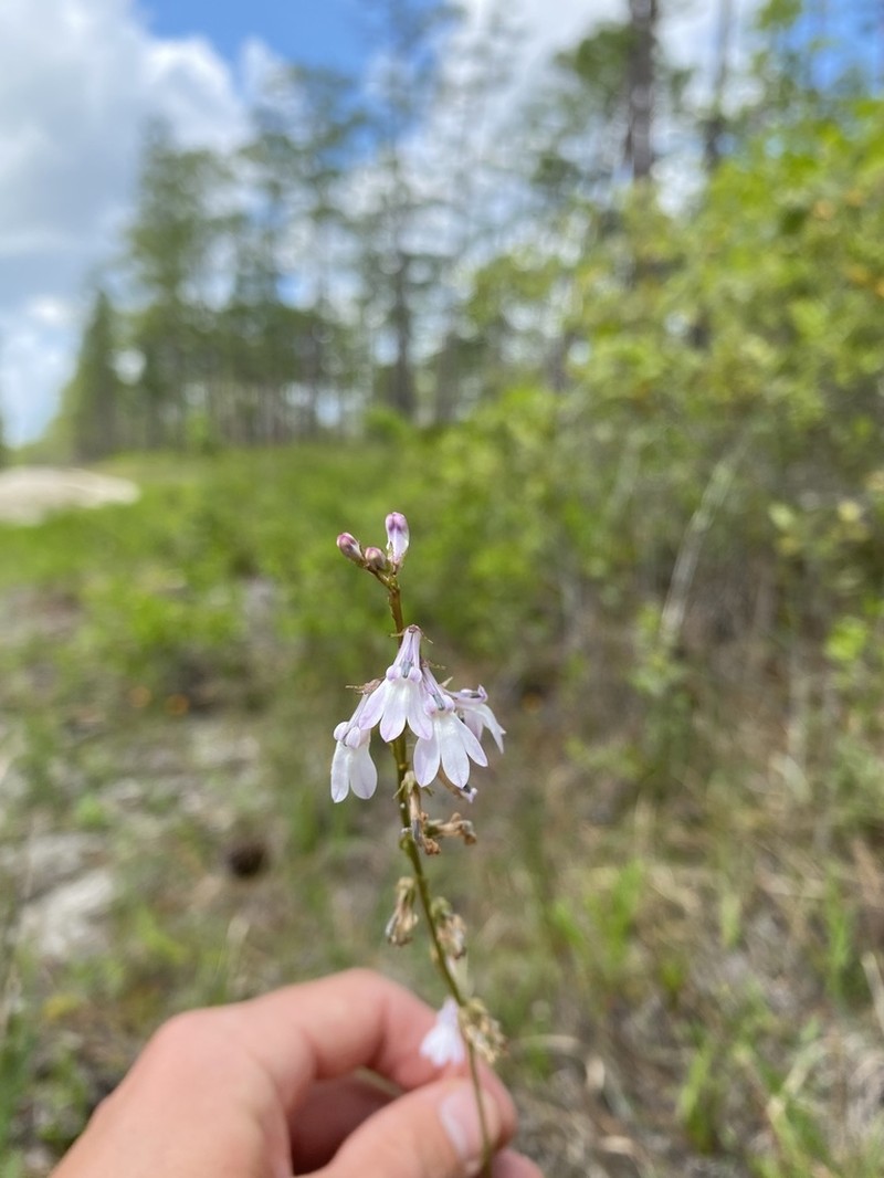 Florida Lobelia photo 6