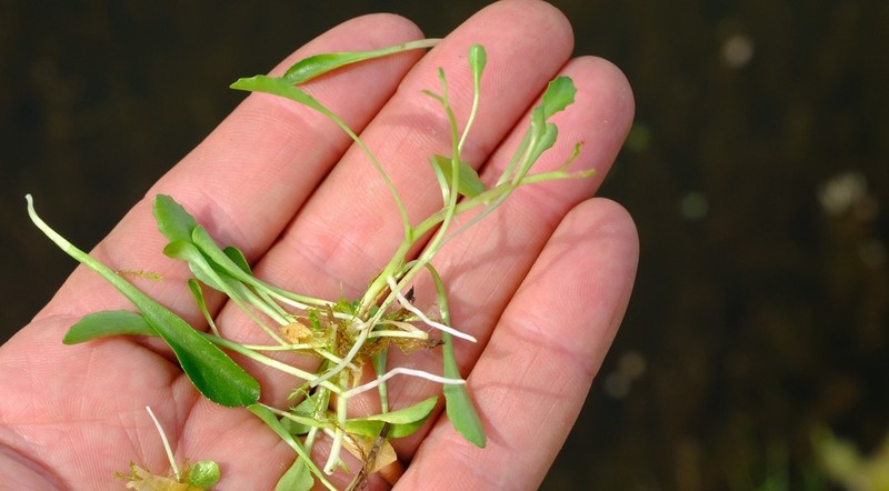 Lobelia galpinii