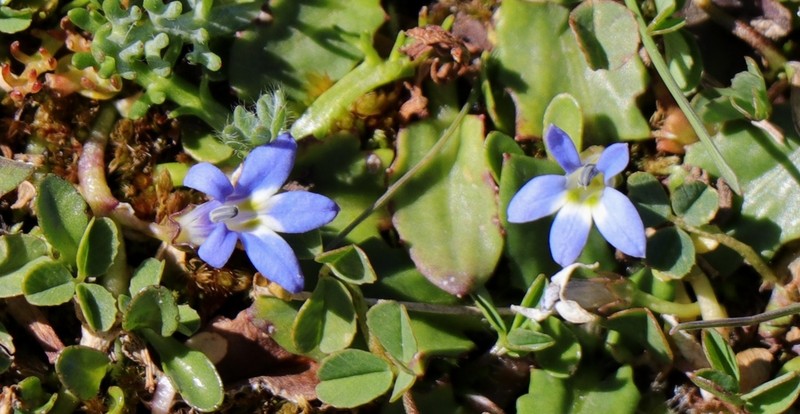 Lobelia galpinii photo 2