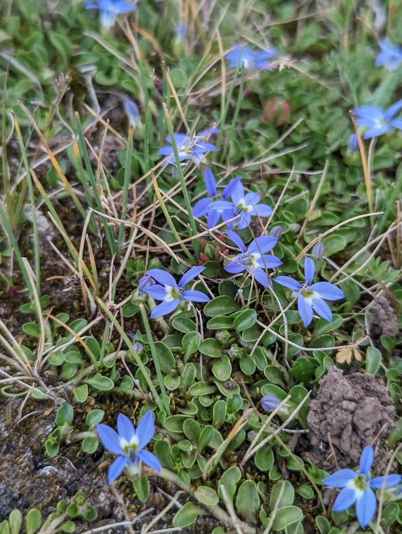Lobelia galpinii photo 3