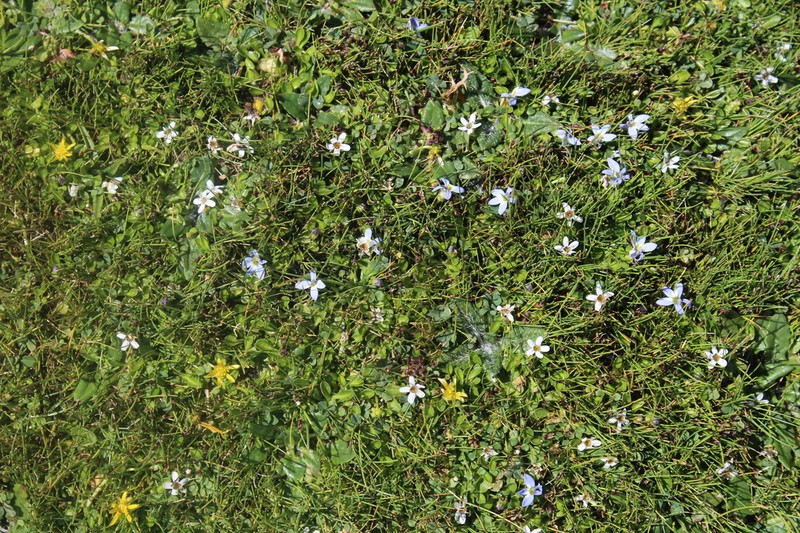 Lobelia galpinii photo 4