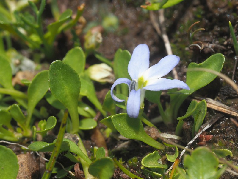 Lobelia galpinii photo 5