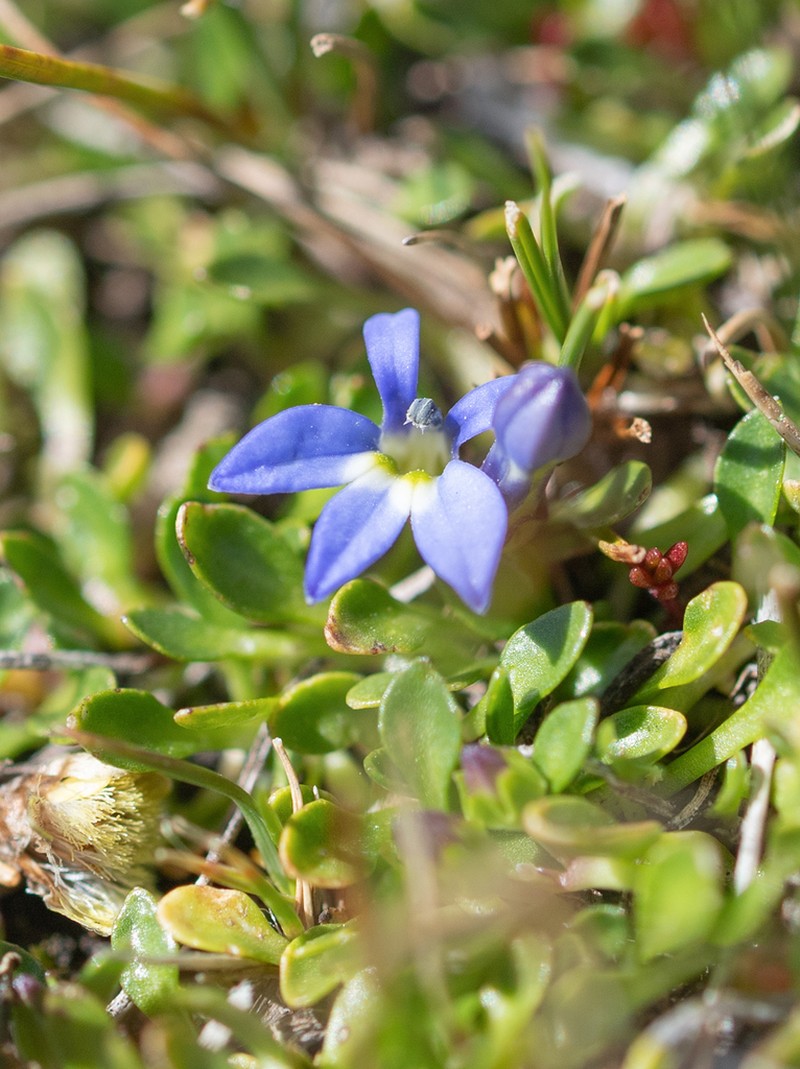 Lobelia galpinii photo 6