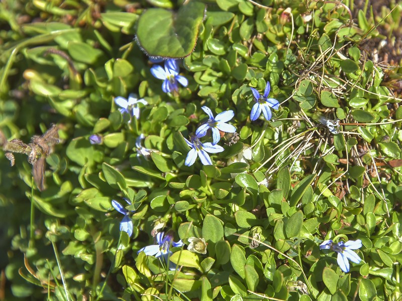 Lobelia galpinii photo 7