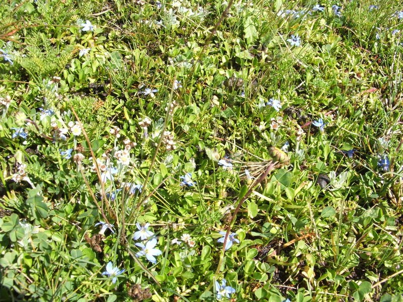 Lobelia galpinii photo 8