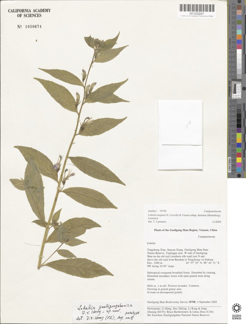 Lobelia gaoligongshanica