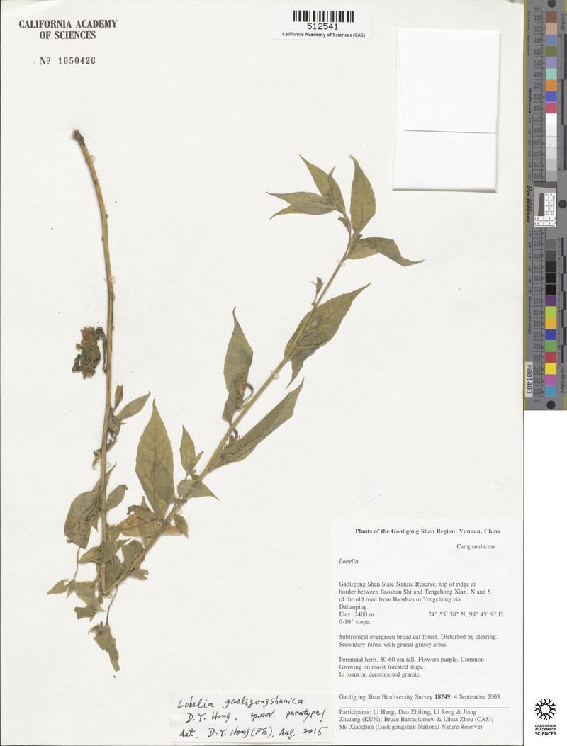Lobelia gaoligongshanica photo 2