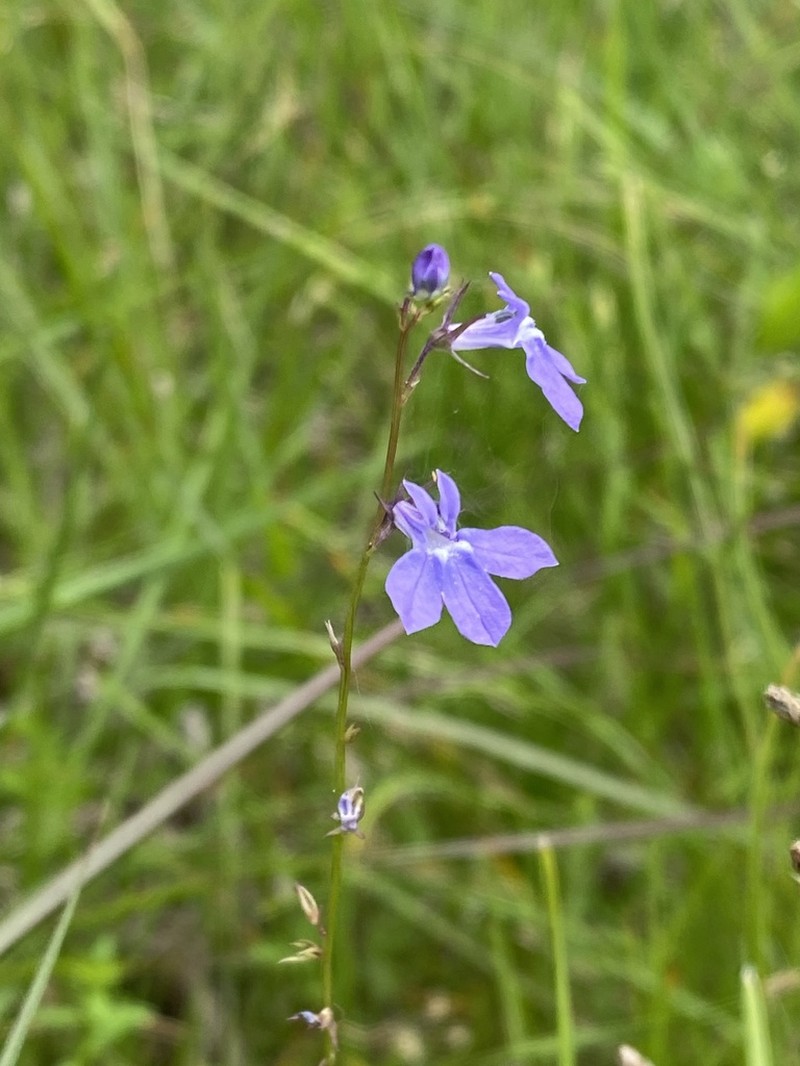 Lobelia gattingeri photo 2
