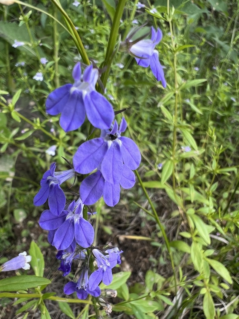 Lobelia gattingeri photo 3