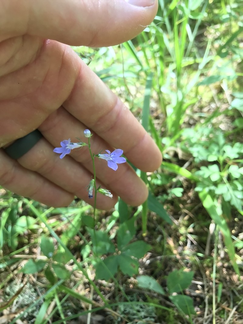 Lobelia gattingeri photo 4