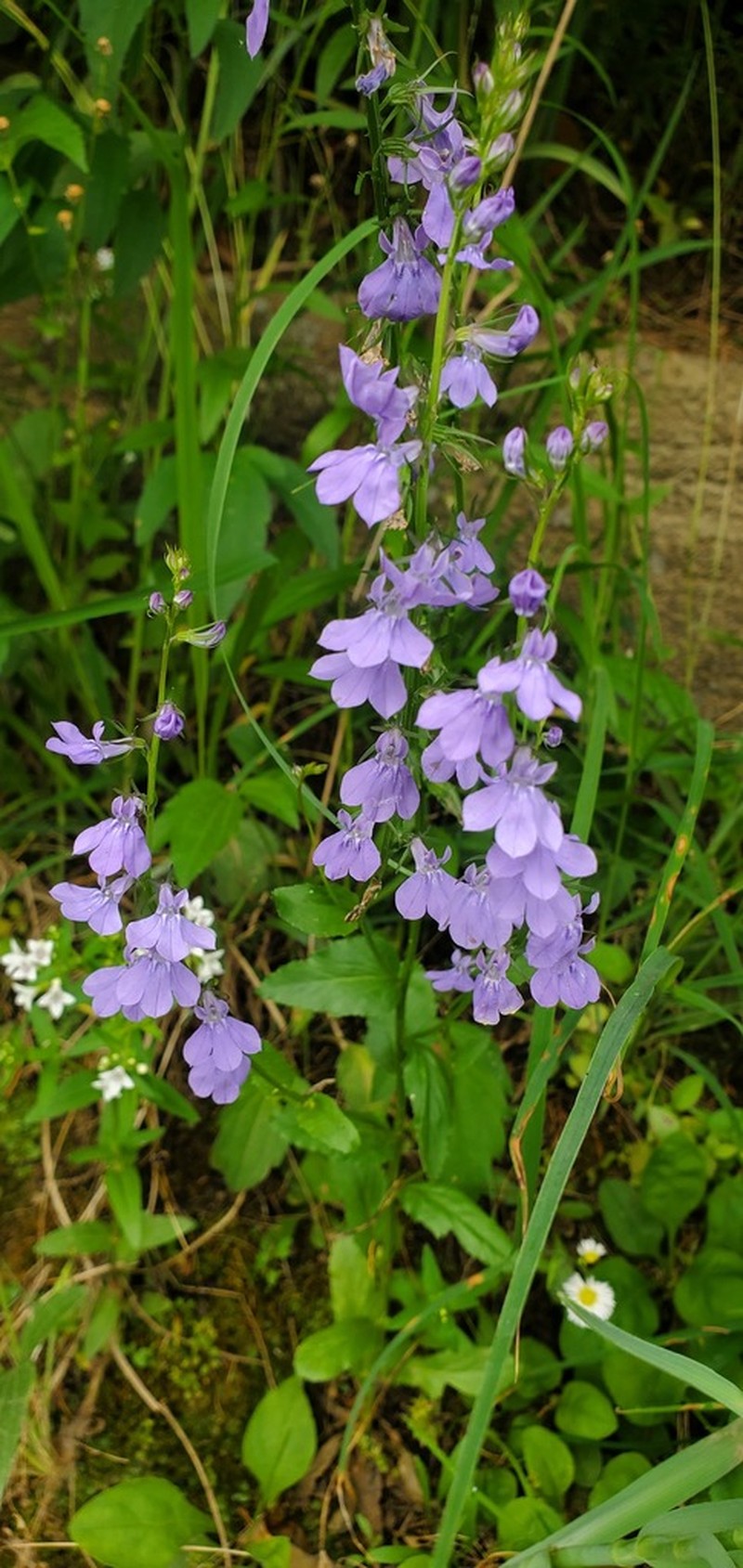Lobelia gattingeri photo 5