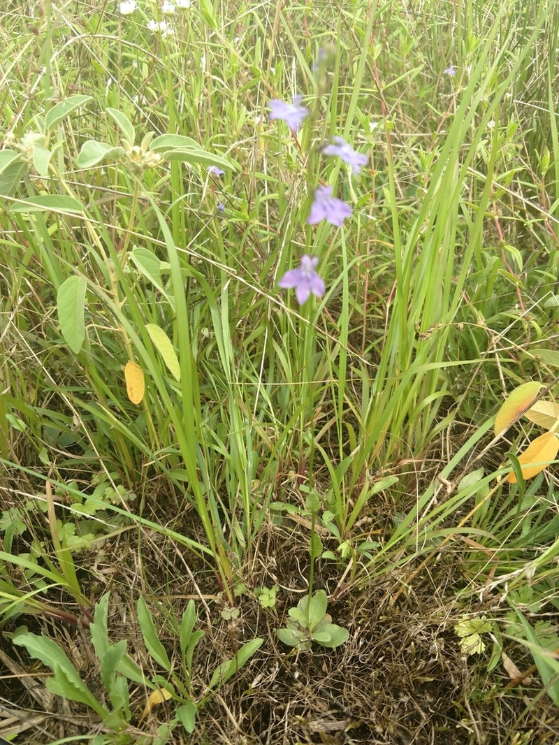 Lobelia gattingeri photo 6
