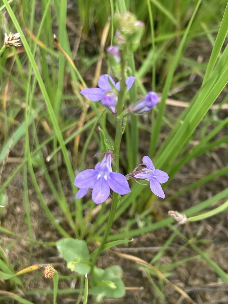 Lobelia gattingeri photo 7