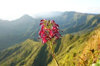 Koolau Range Lobelia
