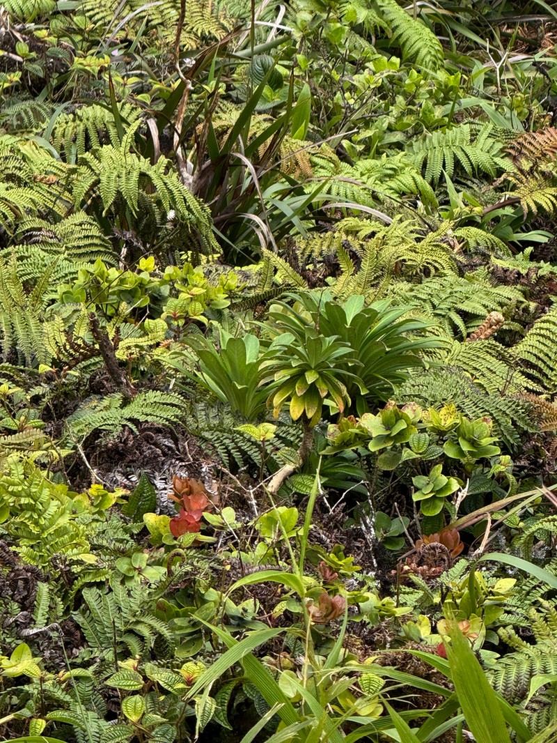 Koolau Range Lobelia photo 2