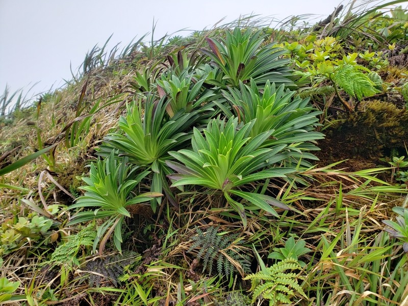Koolau Range Lobelia photo 3