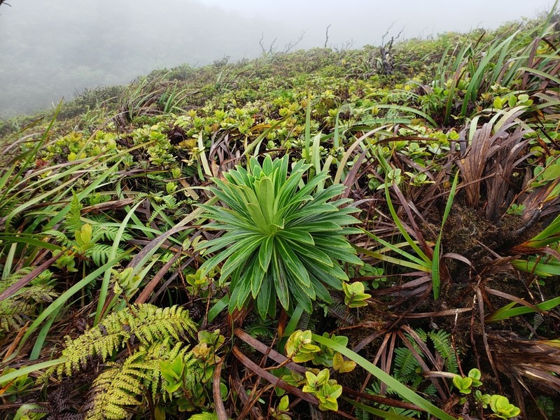 Koolau Range Lobelia photo 4