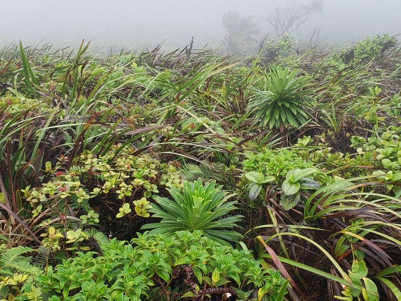 Koolau Range Lobelia photo 5