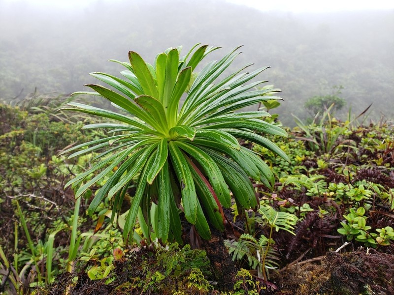 Koolau Range Lobelia photo 6