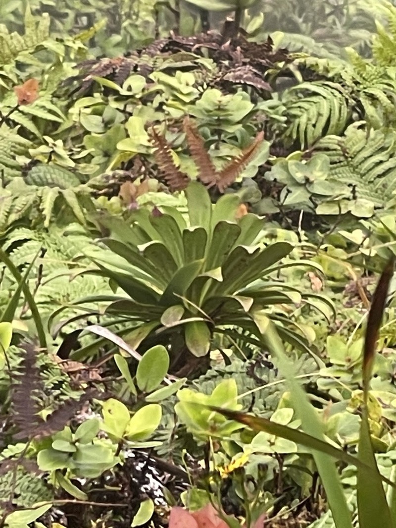 Koolau Range Lobelia photo 7